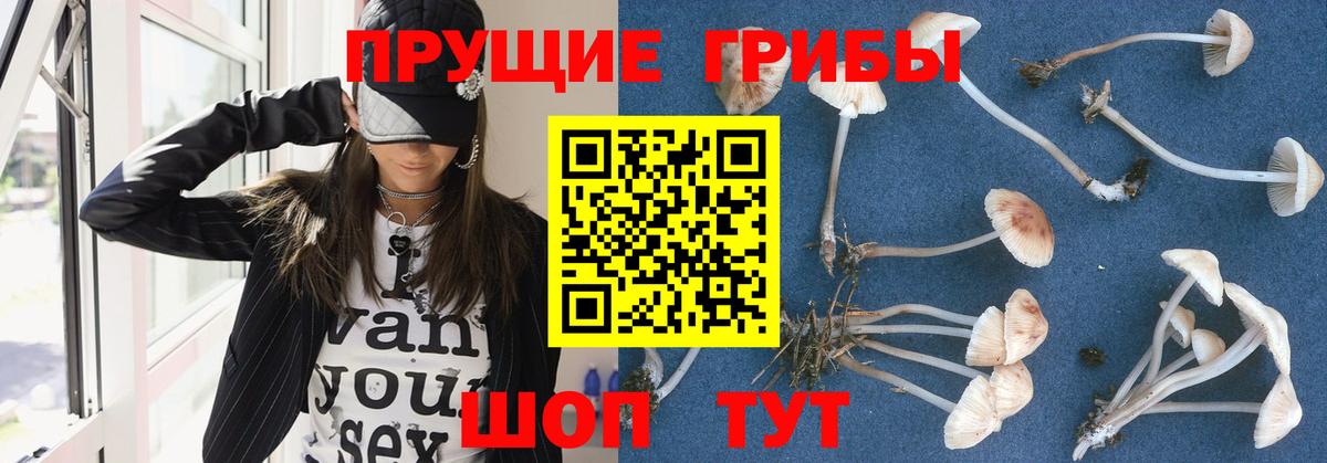 Псилоцибиновые грибы Psilocybe Бугуруслан